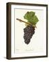 Gamay Picard Grape-J. Troncy-Framed Giclee Print