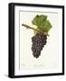 Gamay Picard Grape-J. Troncy-Framed Giclee Print