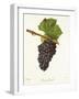 Gamay Picard Grape-J. Troncy-Framed Giclee Print