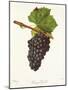 Gamay Picard Grape-J. Troncy-Mounted Giclee Print