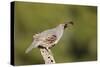 Gambel's Quail Adult Male-null-Stretched Canvas