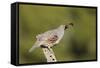 Gambel's Quail Adult Male-null-Framed Stretched Canvas