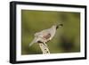 Gambel's Quail Adult Male-null-Framed Photographic Print