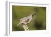 Gambel's Quail Adult Male-null-Framed Photographic Print