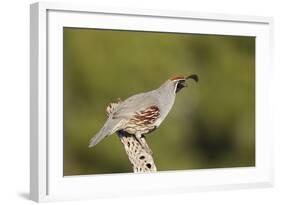 Gambel's Quail Adult Male-null-Framed Photographic Print