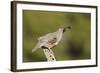 Gambel's Quail Adult Male-null-Framed Photographic Print