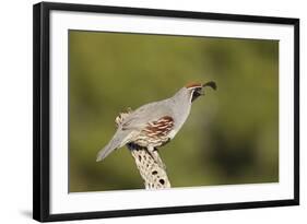 Gambel's Quail Adult Male-null-Framed Photographic Print