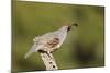 Gambel's Quail Adult Male-null-Mounted Photographic Print