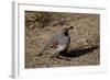 Gambel's Quail (Callipepla Gambelii)-James Hager-Framed Photographic Print