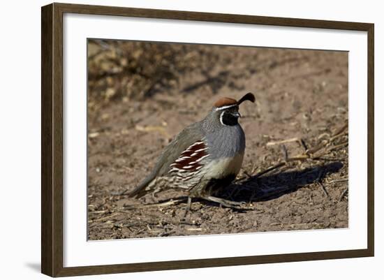 Gambel's Quail (Callipepla Gambelii)-James Hager-Framed Photographic Print