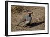 Gambel's Quail (Callipepla Gambelii)-James Hager-Framed Photographic Print