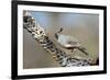 Gambel's Quail Feeds on the Skeleton of Cholla Cactus, Sonoran Desert-Richard Wright-Framed Photographic Print