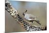 Gambel's Quail Feeds on the Skeleton of Cholla Cactus, Sonoran Desert-Richard Wright-Mounted Photographic Print