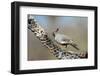 Gambel's Quail Feeds on the Skeleton of Cholla Cactus, Sonoran Desert-Richard Wright-Framed Photographic Print