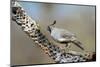 Gambel's Quail Feeds on the Skeleton of Cholla Cactus, Sonoran Desert-Richard Wright-Mounted Photographic Print