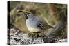 Gambel's Quail on Cholla Cactus-null-Stretched Canvas