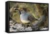 Gambel's Quail on Cholla Cactus-null-Framed Stretched Canvas