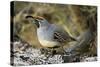 Gambel's Quail on Cholla Cactus-null-Stretched Canvas