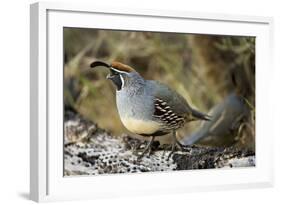 Gambel's Quail on Cholla Cactus-null-Framed Photographic Print