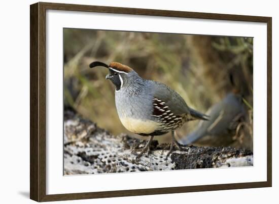 Gambel's Quail on Cholla Cactus-null-Framed Photographic Print