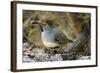 Gambel's Quail on Cholla Cactus-null-Framed Photographic Print