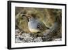 Gambel's Quail on Cholla Cactus-null-Framed Photographic Print