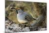 Gambel's Quail on Cholla Cactus-null-Mounted Photographic Print