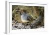 Gambel's Quail on Cholla Cactus-null-Framed Photographic Print