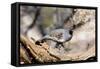 Gambel's Quail-null-Framed Stretched Canvas