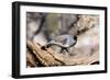 Gambel's Quail-null-Framed Photographic Print