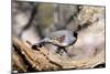 Gambel's Quail-null-Mounted Photographic Print