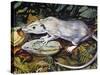 Gambian Pouched Rat or African Giant Pouched Rat (Cricetomys Gambianus), Nesomyidae-null-Stretched Canvas