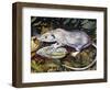 Gambian Pouched Rat or African Giant Pouched Rat (Cricetomys Gambianus), Nesomyidae-null-Framed Giclee Print