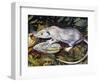 Gambian Pouched Rat or African Giant Pouched Rat (Cricetomys Gambianus), Nesomyidae-null-Framed Giclee Print