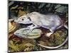 Gambian Pouched Rat or African Giant Pouched Rat (Cricetomys Gambianus), Nesomyidae-null-Mounted Giclee Print