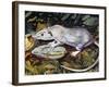 Gambian Pouched Rat or African Giant Pouched Rat (Cricetomys Gambianus), Nesomyidae-null-Framed Giclee Print