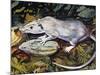 Gambian Pouched Rat or African Giant Pouched Rat (Cricetomys Gambianus), Nesomyidae-null-Mounted Giclee Print