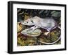 Gambian Pouched Rat or African Giant Pouched Rat (Cricetomys Gambianus), Nesomyidae-null-Framed Giclee Print