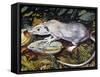 Gambian Pouched Rat or African Giant Pouched Rat (Cricetomys Gambianus), Nesomyidae-null-Framed Stretched Canvas