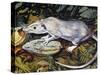 Gambian Pouched Rat or African Giant Pouched Rat (Cricetomys Gambianus), Nesomyidae-null-Stretched Canvas