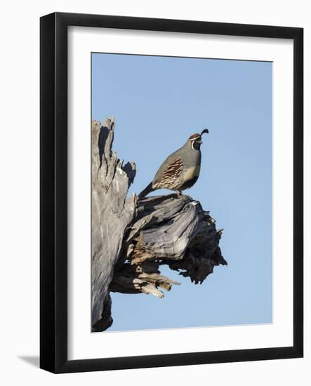 Gamble's quail, Callipepla gambelii, Bosque del Apache NWR, New Mexico-Maresa Pryor-Framed Photographic Print