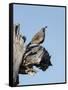 Gamble's quail, Callipepla gambelii, Bosque del Apache NWR, New Mexico-Maresa Pryor-Framed Stretched Canvas