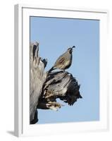 Gamble's quail, Callipepla gambelii, Bosque del Apache NWR, New Mexico-Maresa Pryor-Framed Photographic Print