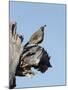 Gamble's quail, Callipepla gambelii, Bosque del Apache NWR, New Mexico-Maresa Pryor-Mounted Photographic Print
