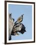 Gamble's quail, Callipepla gambelii, Bosque del Apache NWR, New Mexico-Maresa Pryor-Framed Photographic Print