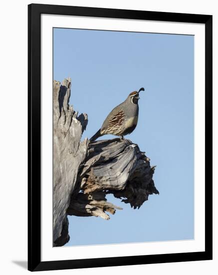 Gamble's quail, Callipepla gambelii, Bosque del Apache NWR, New Mexico-Maresa Pryor-Framed Photographic Print