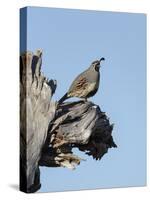 Gamble's quail, Callipepla gambelii, Bosque del Apache NWR, New Mexico-Maresa Pryor-Stretched Canvas