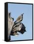 Gamble's quail, Callipepla gambelii, Bosque del Apache NWR, New Mexico-Maresa Pryor-Framed Stretched Canvas