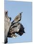 Gamble's quail, Callipepla gambelii, Bosque del Apache NWR, New Mexico-Maresa Pryor-Mounted Photographic Print