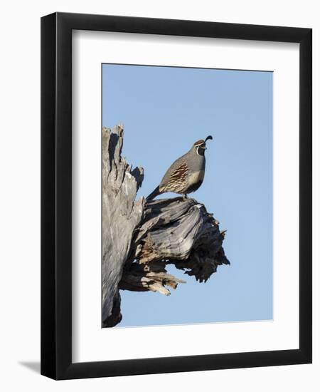 Gamble's quail, Callipepla gambelii, Bosque del Apache NWR, New Mexico-Maresa Pryor-Framed Premium Photographic Print